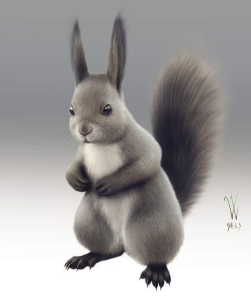 animal-hokkaido-squirrel
