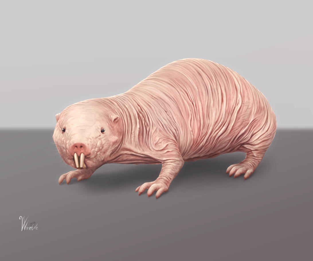 animal-naked_mole_rat