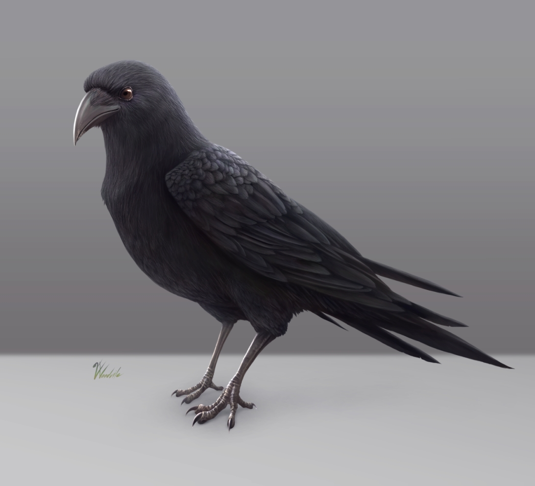 animal-crow